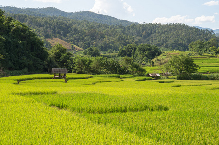 稻田