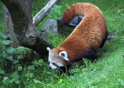 小熊猫