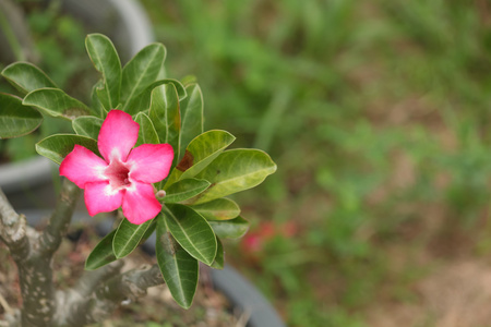 杜鹃花