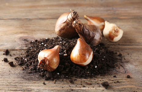 球根花卉球茎与土壤照片
