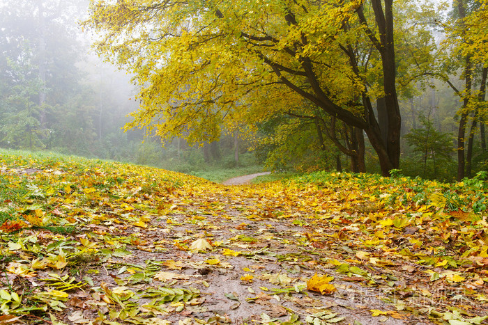 秋天的风景早晨在公园里