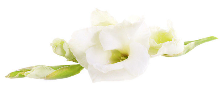 美丽的唐菖蒲花，白色衬底上分离