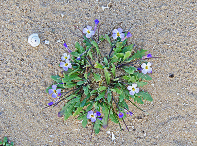 在沙滩上的花