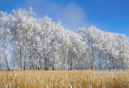 冬季景观 霜树