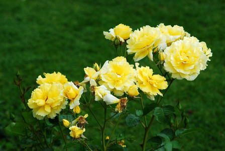 罗马城市花园中的黄玫瑰