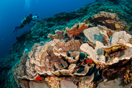 潜水员，白菜珊瑚在印度尼西亚班达水下照片
