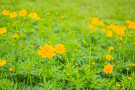 黄色的花朵