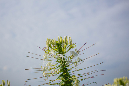 天空中的花朵