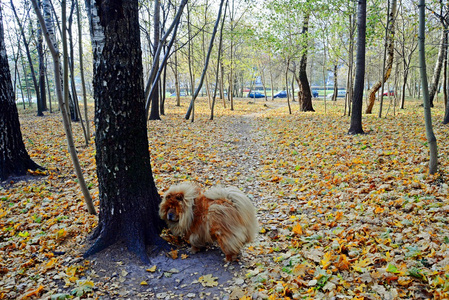 生活在欧洲城市的棕色松狮犬狗
