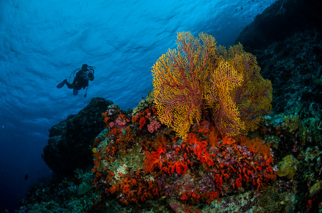潜水员，海扇 Subergorgia 翅果油树在印度尼西亚班达水下照片