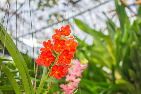 橙色的花