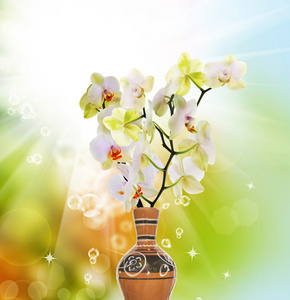 时间 Orchid.Japanese 春天