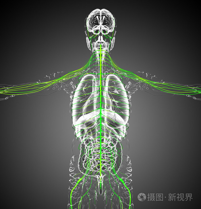 3d渲染医学插图的中枢神经系统