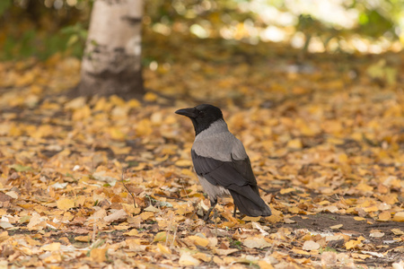 秋天在尼斯湖乌鸦乌鸦在秋天的落叶照片