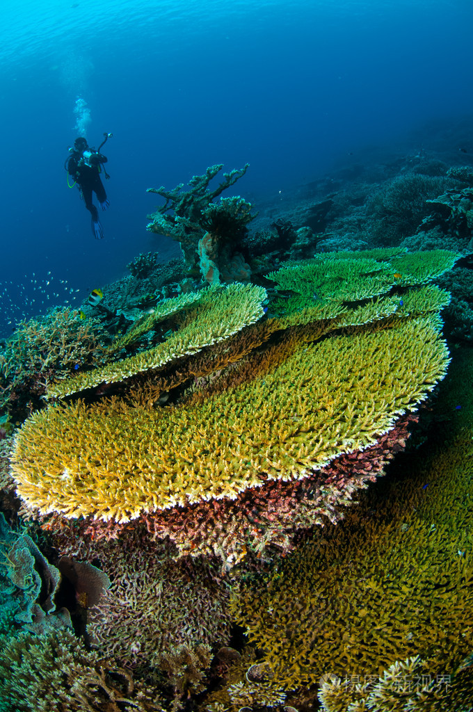 潜水员和各种硬珊瑚礁在印度尼西亚班达水下照片
