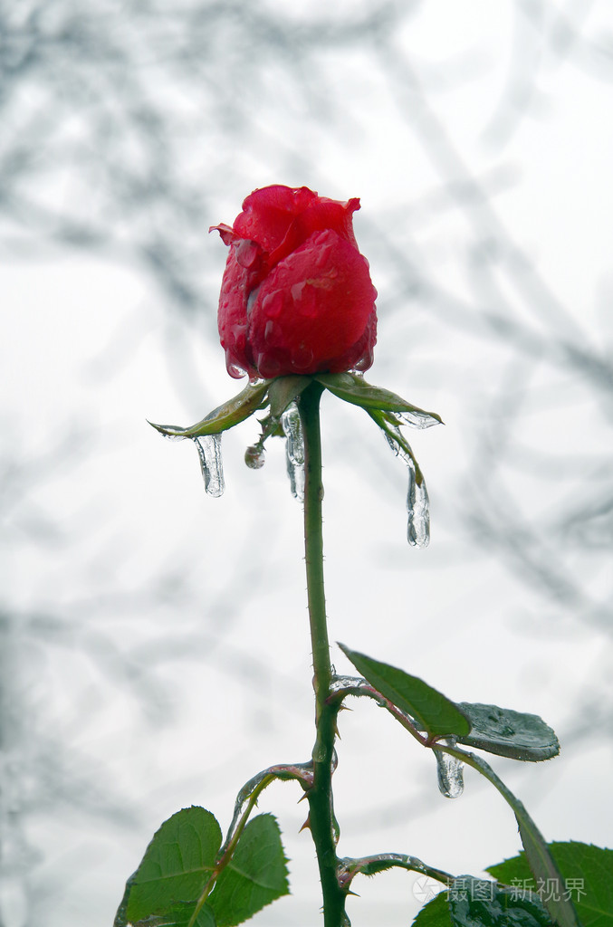 冰冻玫瑰