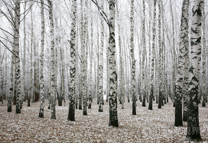 冬天的白桦树叶子图片