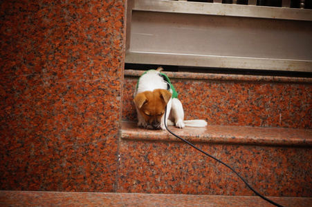 可爱的小狗，利用字符串，屋檐下。在，中国