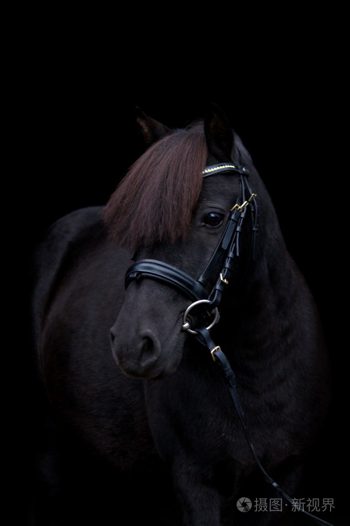 在黑色背景上的黑色可爱的小马肖像