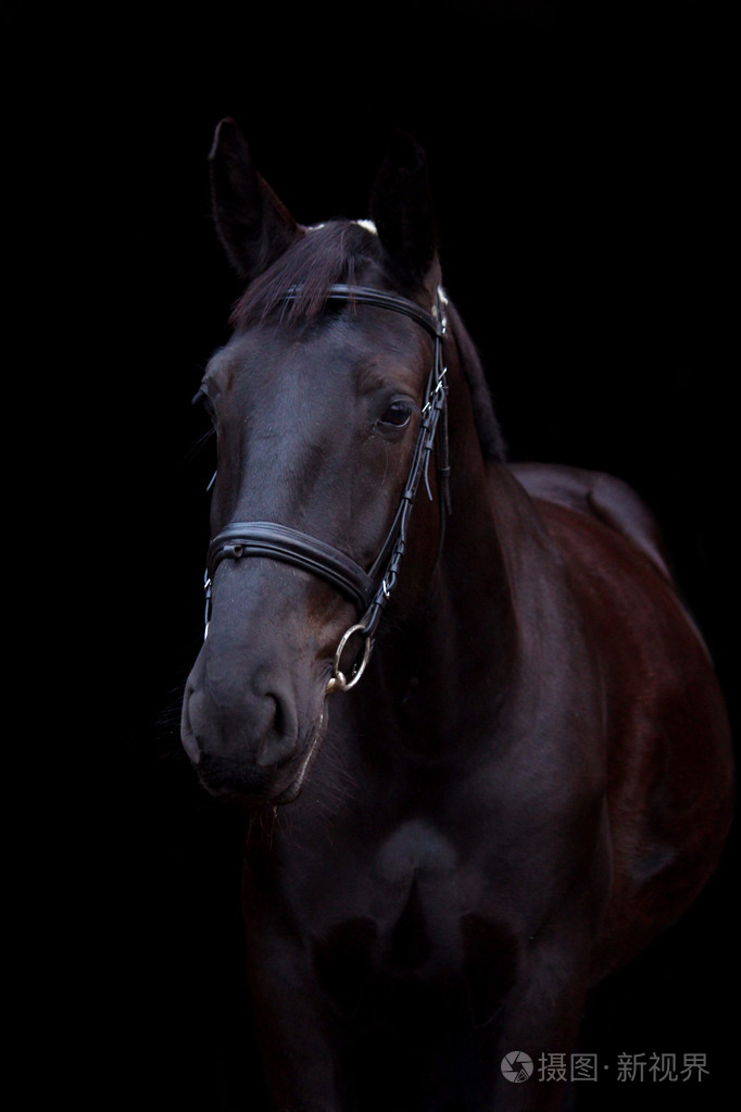 在黑色背景上的黑色马肖像