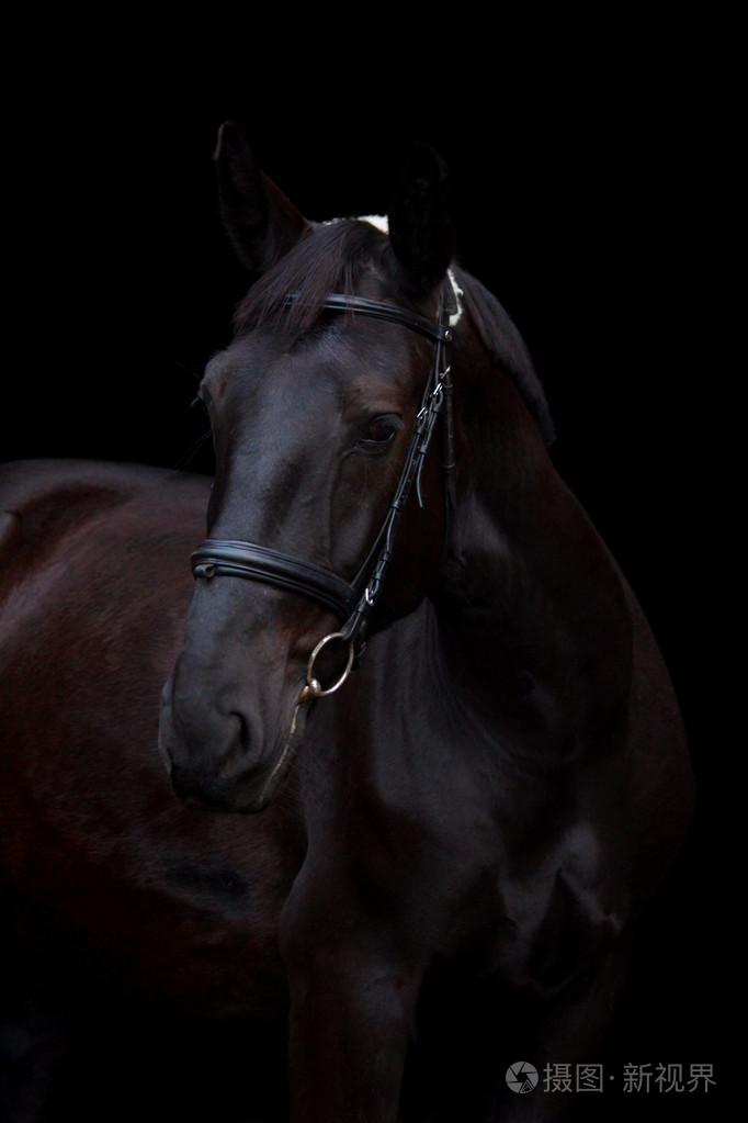在黑色背景上的黑色马肖像