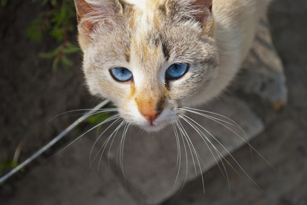 蓝眼睛看着相机的猫