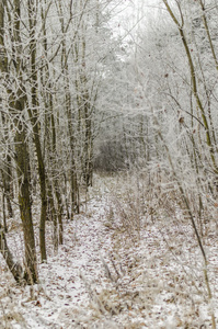 冬天, 背景, 圣诞节, 森林, 风景, 自然, 雪