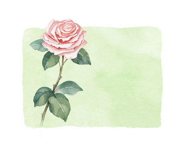 水彩插图的玫瑰花