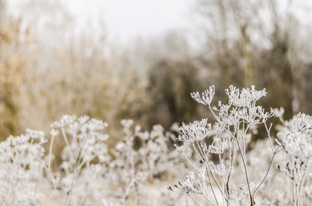 冬天, 背景, 圣诞节, 森林, 风景, 自然, 雪