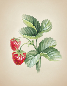 水彩草莓布什