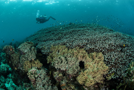 潜水员 珊瑚 海葵在安汶，印度尼西亚马鲁古群岛的水下照片