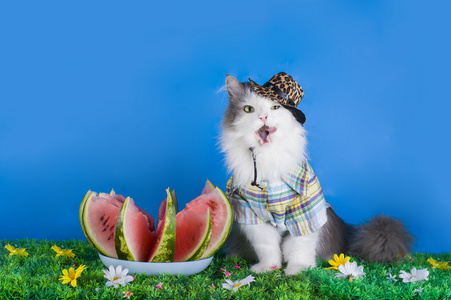 猫吃水果图片