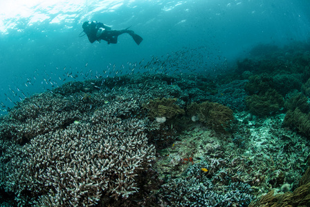 潜水员 珊瑚 海葵在安汶，印度尼西亚马鲁古群岛的水下照片