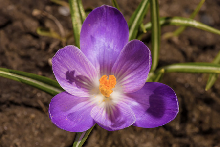 春天雪花莲番红花开花