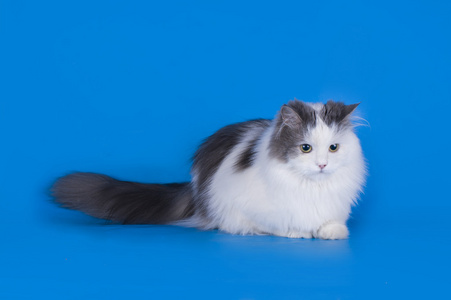 猫咪背景素材图片 猫咪背景图片素材下载 摄图新视界 猫咪背景素材图片 猫咪背景图片素材下载 摄图新视界