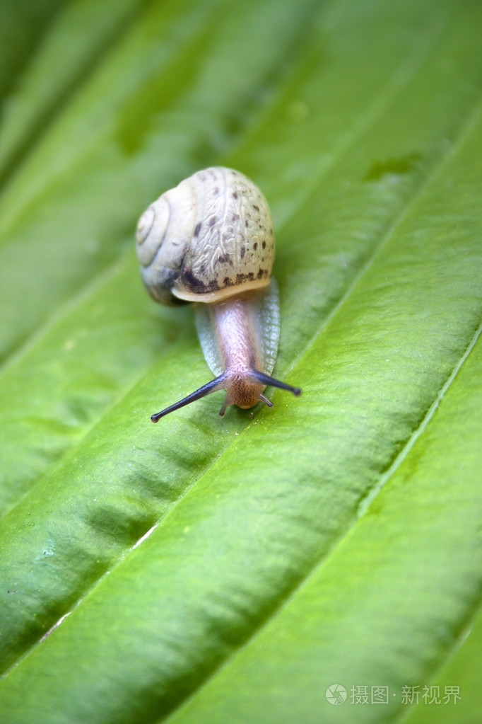 蜗牛在绿色的玉簪叶