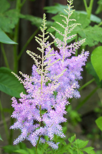 粉红色的落新妇鲜花特写