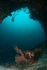 潜水员，海扇在安汶，印度尼西亚马鲁古群岛的水下照片