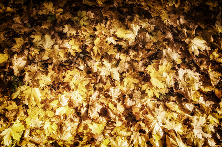 秋天枫叶的质地。 在秋天公园拍照