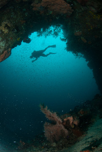 潜水员，海扇在安汶，印度尼西亚马鲁古群岛的水下照片