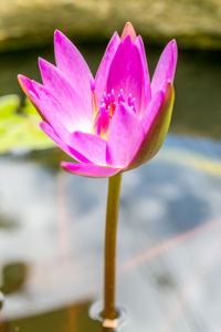 美丽的粉红色莲花背景