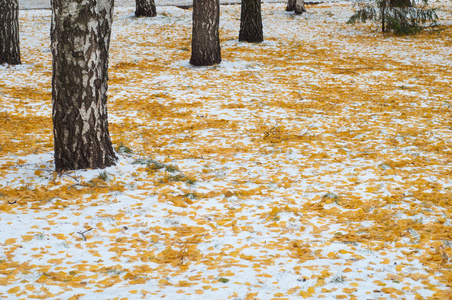 留下秋天的雪。 纹理。 第一次下雪。 雪中的黄桦叶