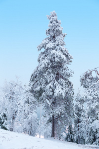 积雪覆盖的冷杉