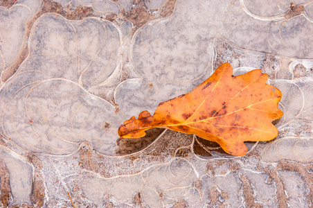 一滩冰。 秋天的橡树叶。 神秘的冰