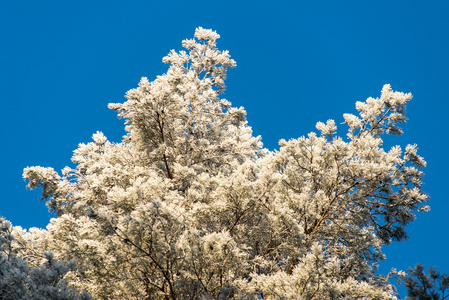 雪森林的圣诞节背景, 在天空上的霜树顶部