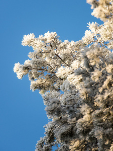 雪森林的圣诞节背景, 在天空上的霜树顶部