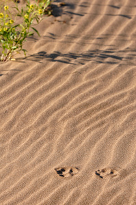 纹理的沙子