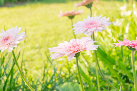 美丽的粉红色花，背景上的非洲菊