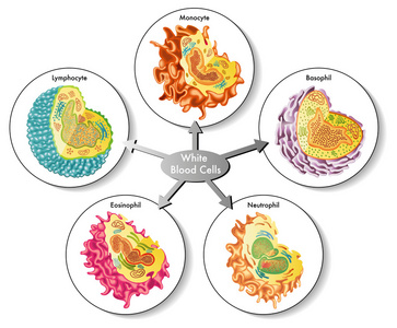 白血细胞