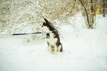 赫斯基狗在雪上